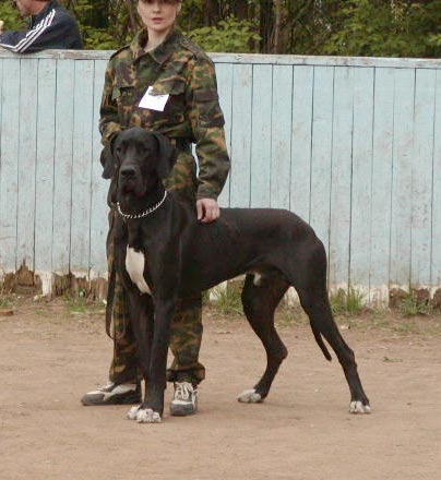 russian dogs character