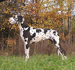 Domino's Dog Atlanta