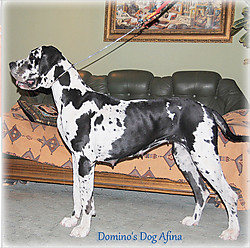 Domino's Dog Afina