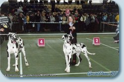 My first Dog Show. I am on the right, 10 months.