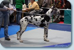 International Dog Show (CACIB FCI) Grand-Prix "Vesenniy Peterburg"
