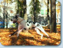 Украина, Хариков, CACIB, BIS-1, Лучшая собака выставки, 2 года и 2 месяца