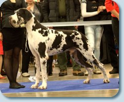 GOLD COLLAR SHOW- 2013  Champion class - Reserve Best male - 2013 from 8 participants!
