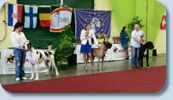 EuDDC WINNER 2015, Champion of Belgishe Duitse Doggen Club