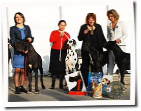 Best kennel - the first exhibition of the Specialty of Breed Great Dane - 2010