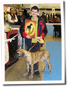 Best dog Ukrainian championship of the breed Great Dane - 2011