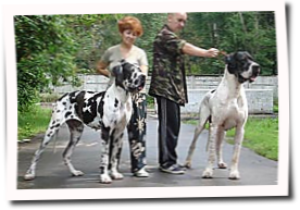 Tcurm Sardzhi + Aljoscha Mladshiy - puppies was born at 2008-09-19