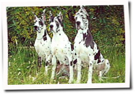 Our Great Danes