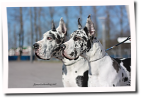 GrandChampion Favorit Elen Dog Geya ( 7 years 7 m ) and Favorit Elen dog Persona VIP ( 7 m) 